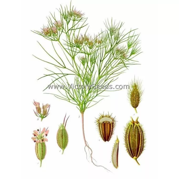 Cumin