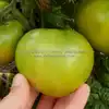 Dwarf Grinch Tomato