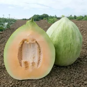 Crenshaw Melon