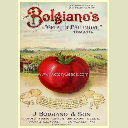 Greater Baltimore Tomato