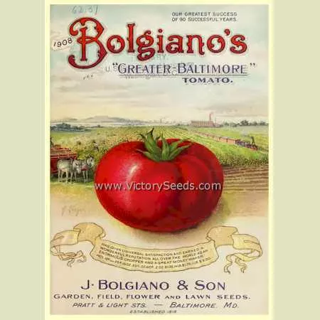 Greater Baltimore Tomato