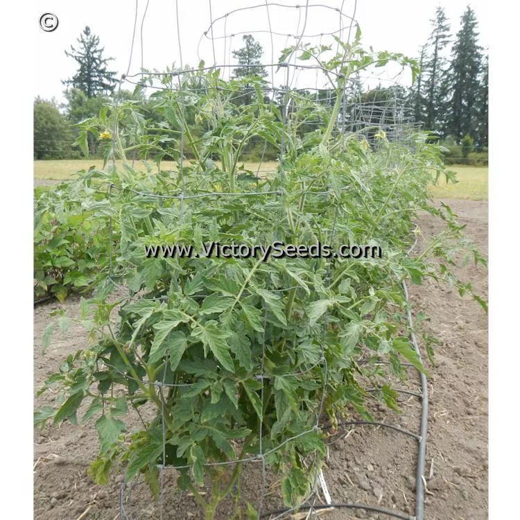 Shackelford Giant Pink Tomato