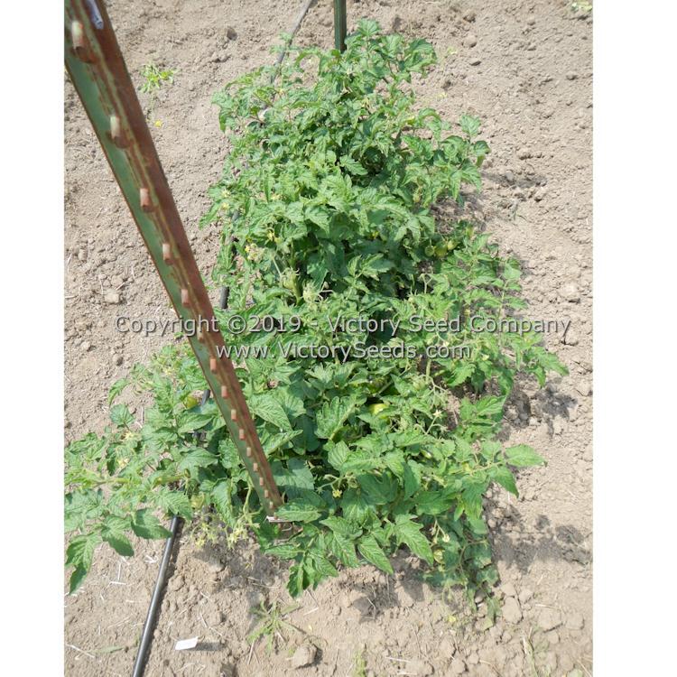Dwarf Almandine Tomato