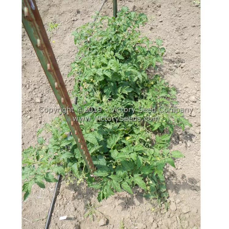 Dwarf Almandine Tomato