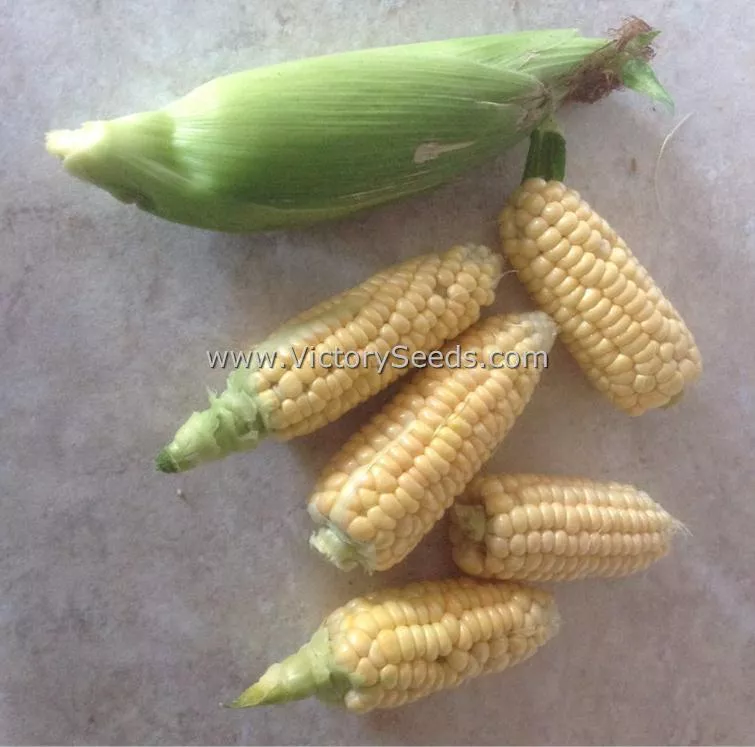Yukon Chief Sweet Corn