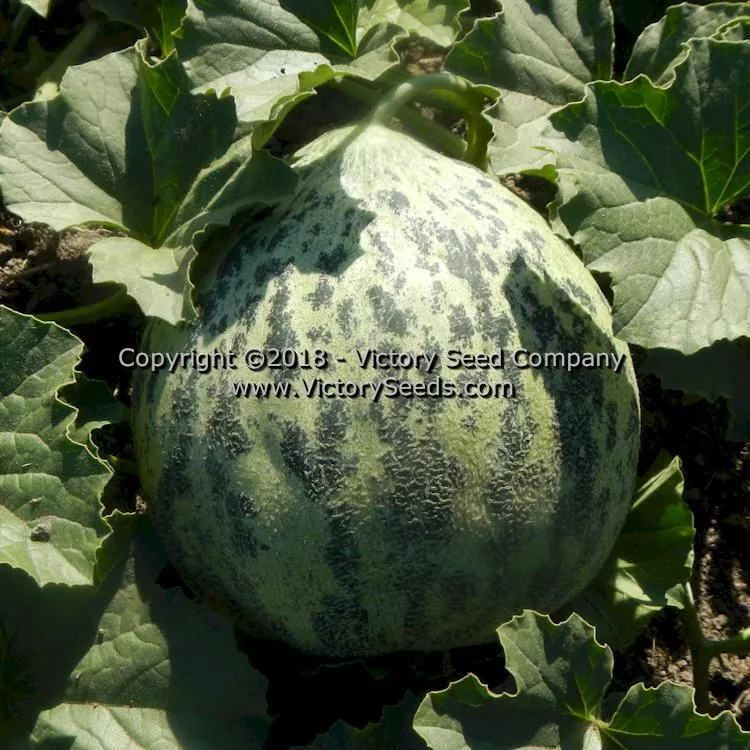 Tularosa Market Melon