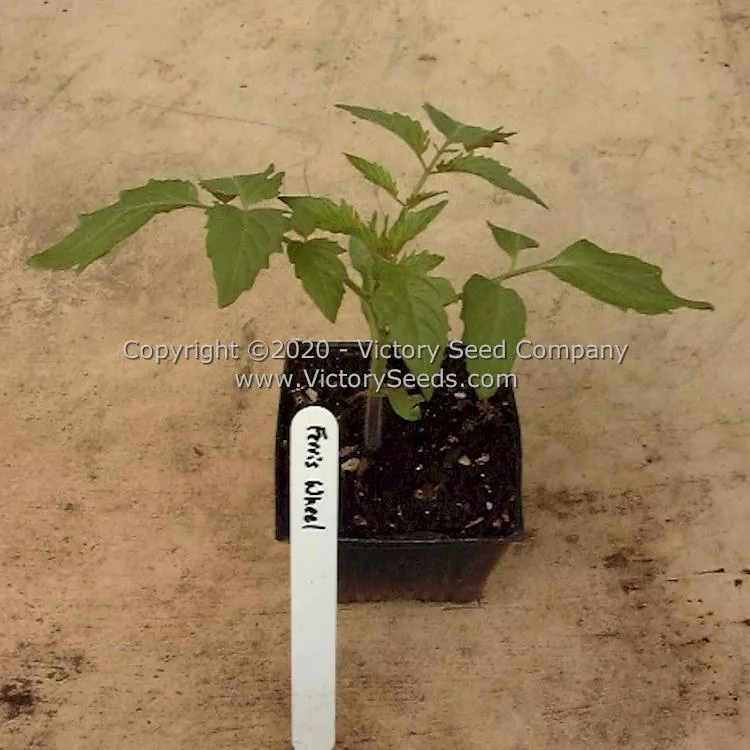 Ferris Wheel Tomato