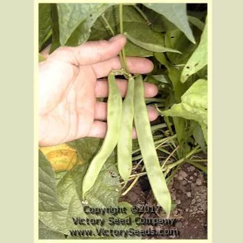 Gaia Garden Bean