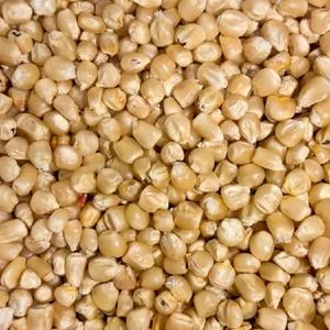Eureka Ensilage Dent Corn