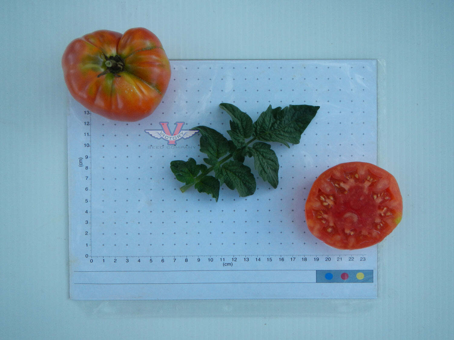 Dwarf Arctic Rose Tomato