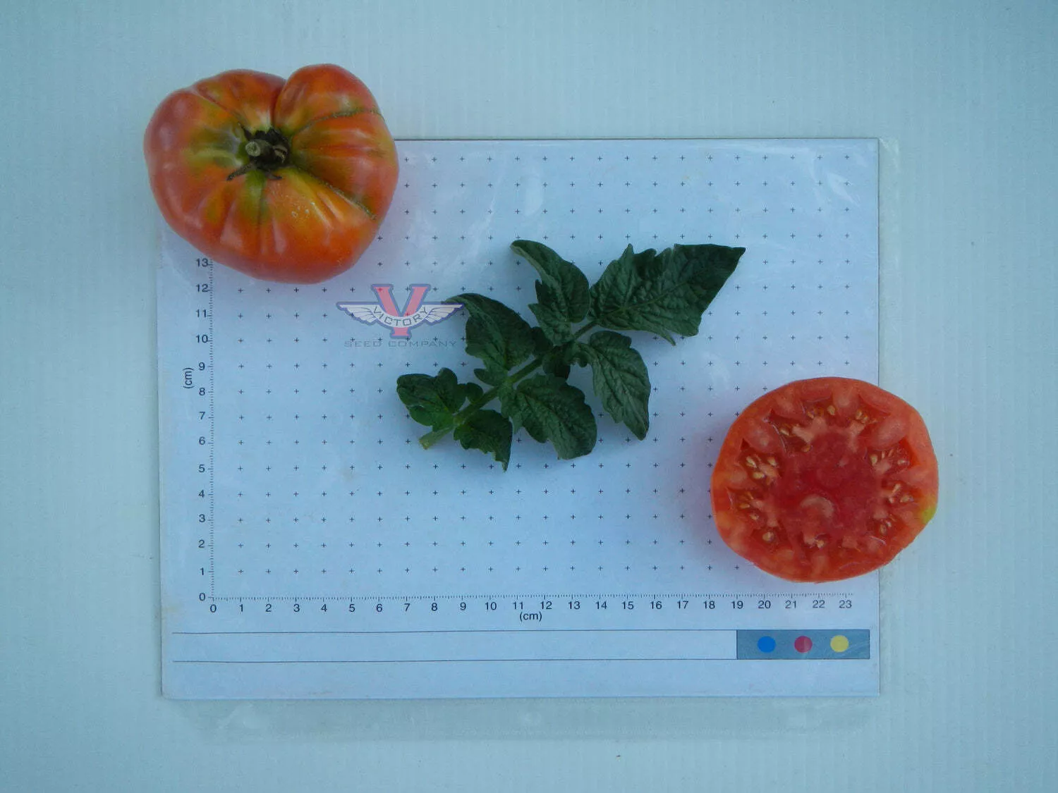 Dwarf Arctic Rose Tomato