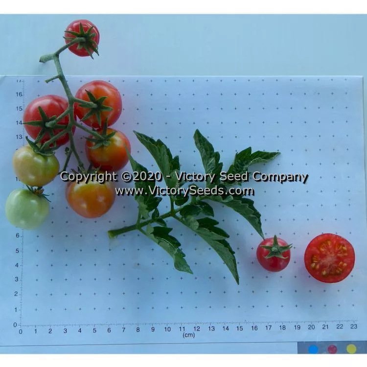 Dwarf Johnson's Cherry Tomato