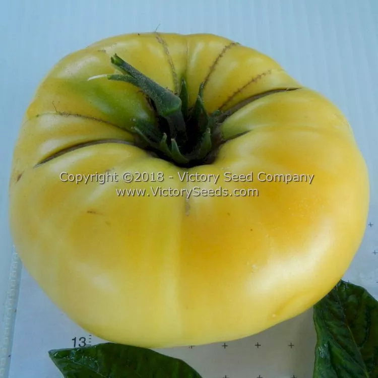 Dwarf Mr. Snow Tomato
