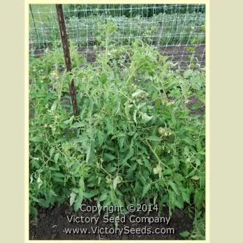 Linnie's Oxheart Tomato