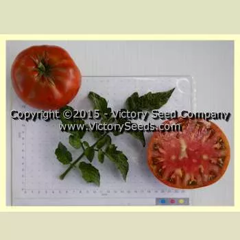 Dwarf Mahogany Tomato