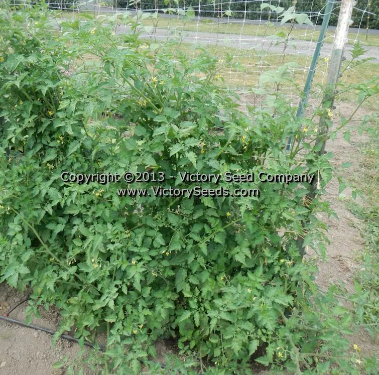 Ted's Pink Currant Tomato