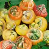 Turk's Turban Squash