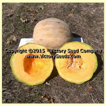 Pike Melon