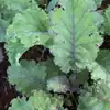 Scarlet Kale