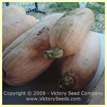 Pink Banana Jumbo - Winter Squash