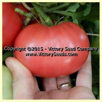 Rosella Crimson Tomato