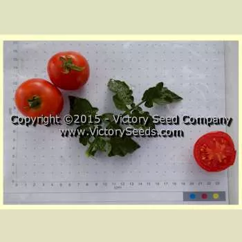 Al-Kuffa Tomato