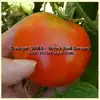 Oregon Centennial Tomato