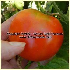 Oregon Centennial Tomato
