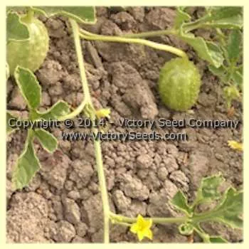 West Indian Gherkin Cucumber