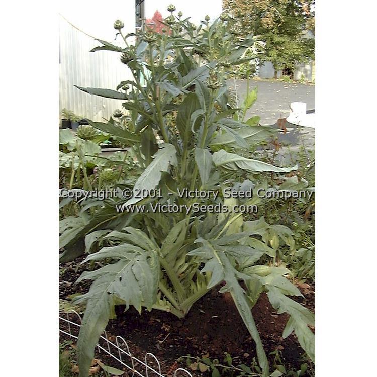 Tenderheart Cardoon