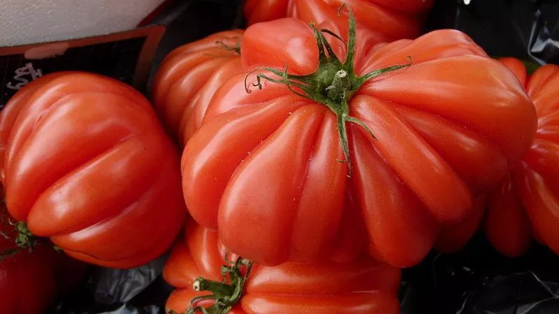 Costoluto Genovese Tomato