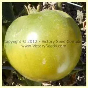 Dwarf Jade Beauty Tomato
