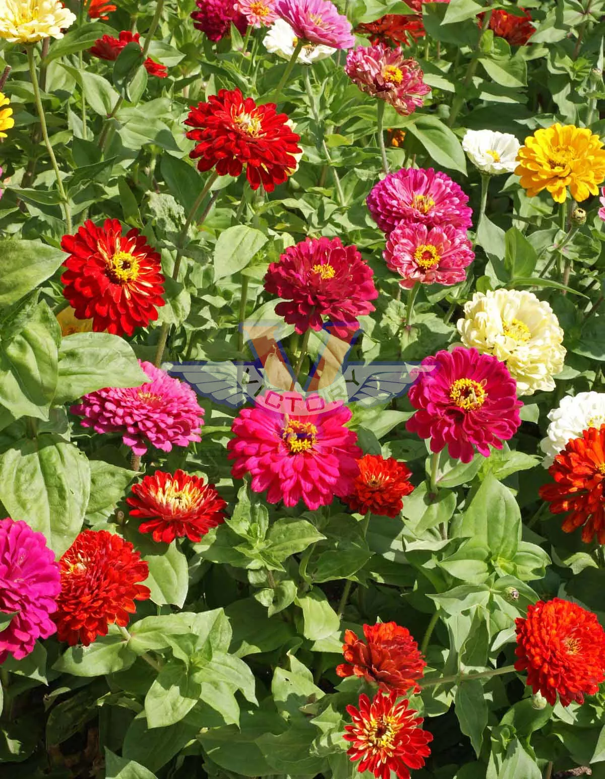 Zinnia, State Fair Mix