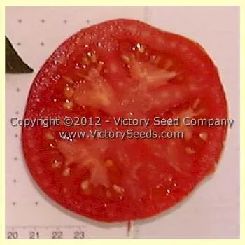 Maule's Success Tomato