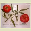 Crimson Cushion Tomato