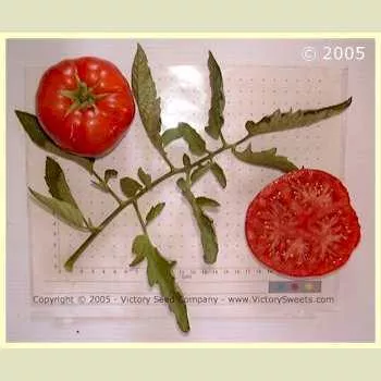 Crimson Cushion Tomato