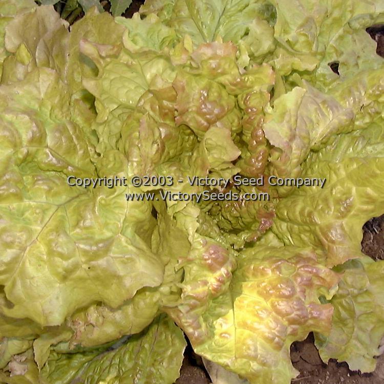 Prizehead Leaf Lettuce