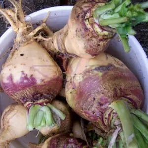 American Purple Top Rutabaga (Swede)