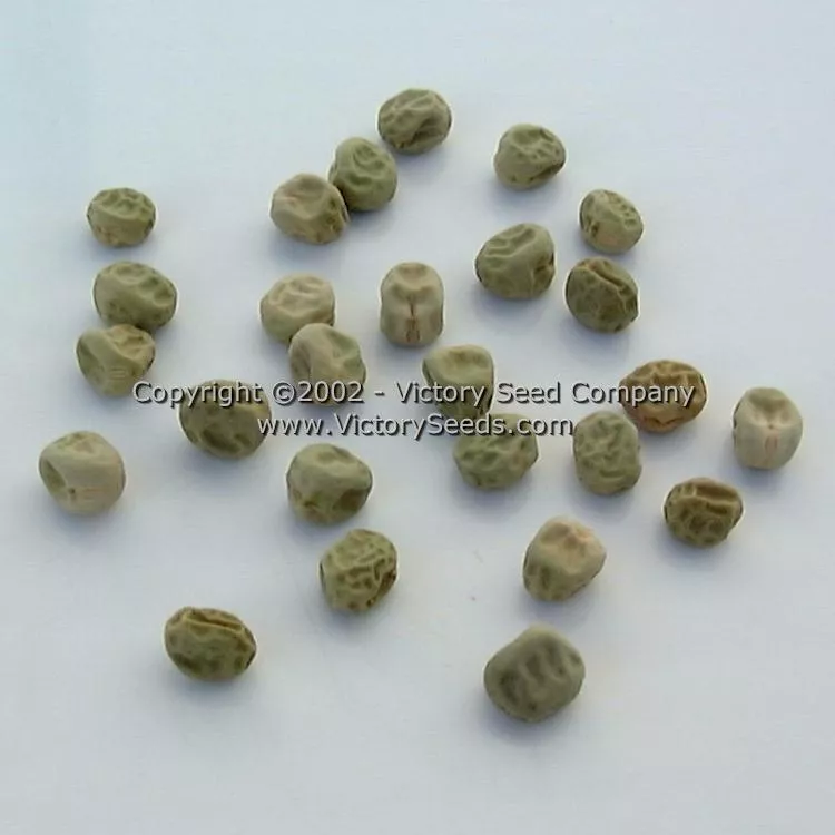 Little Marvel Garden Pea