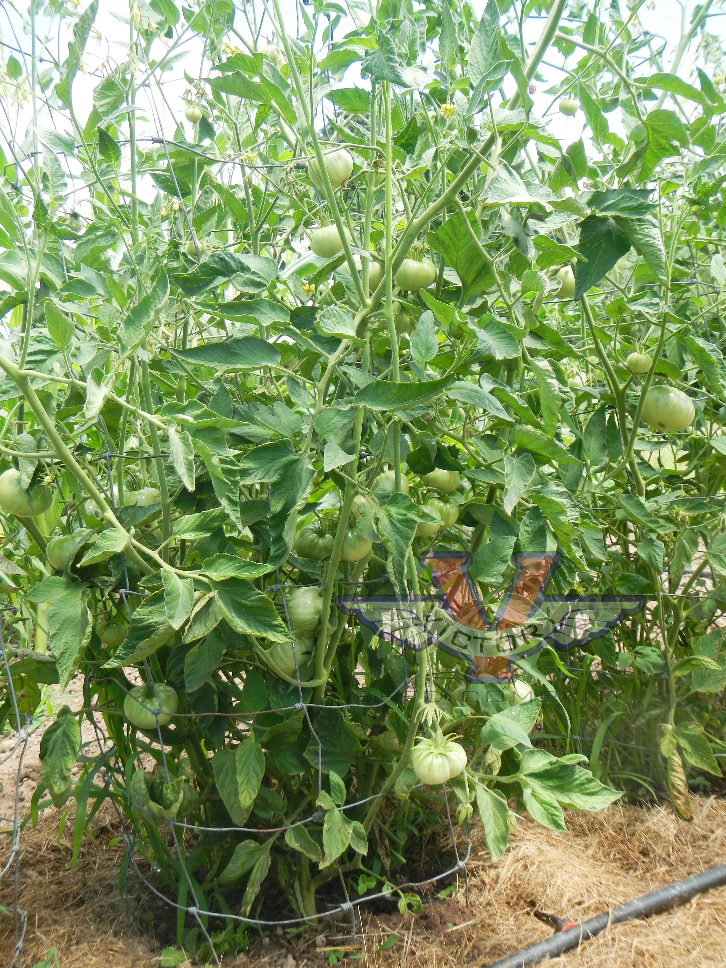 Price's Purple Tomato