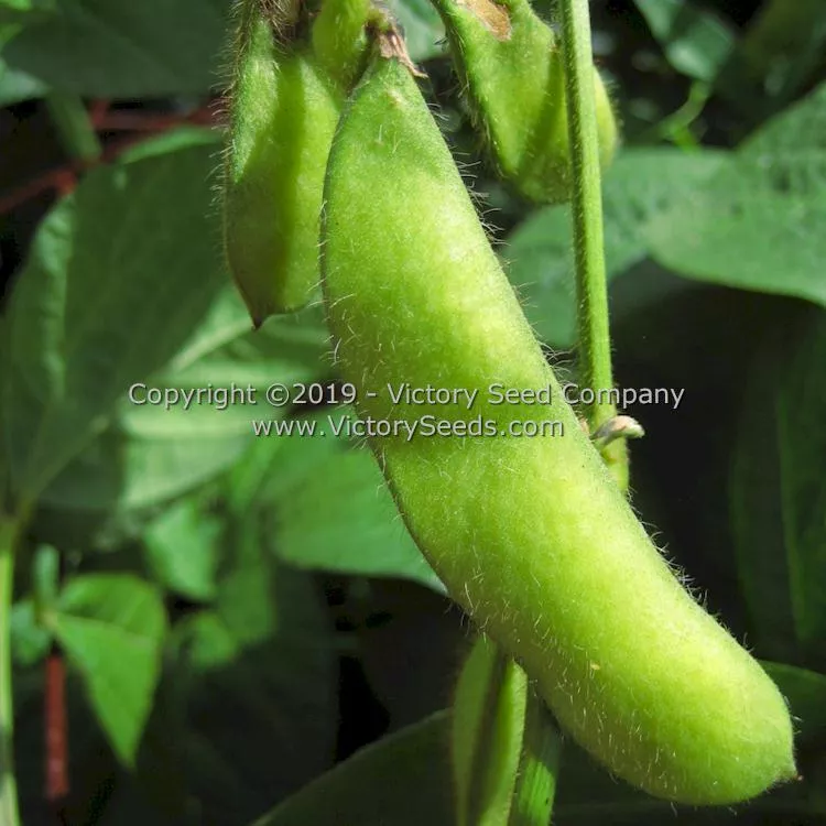 Fledderjohn Soybean