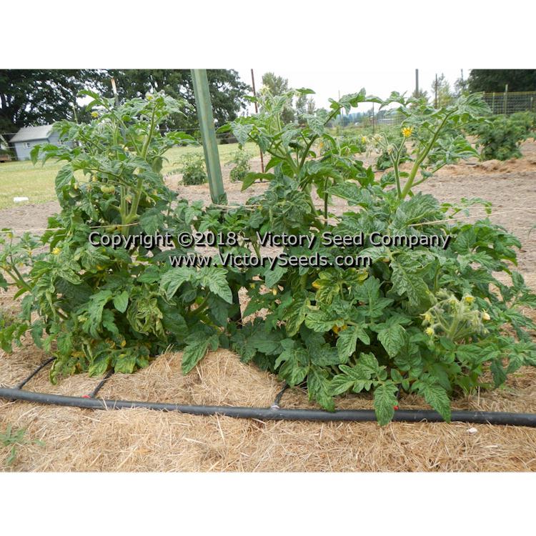 Dwarf Hannah's Prize Tomato