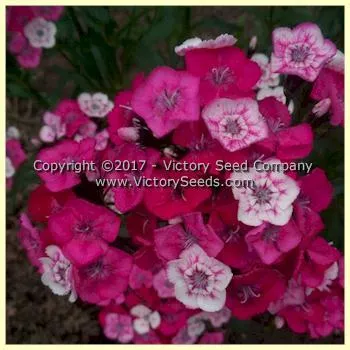 Sweet Williams Pinks
