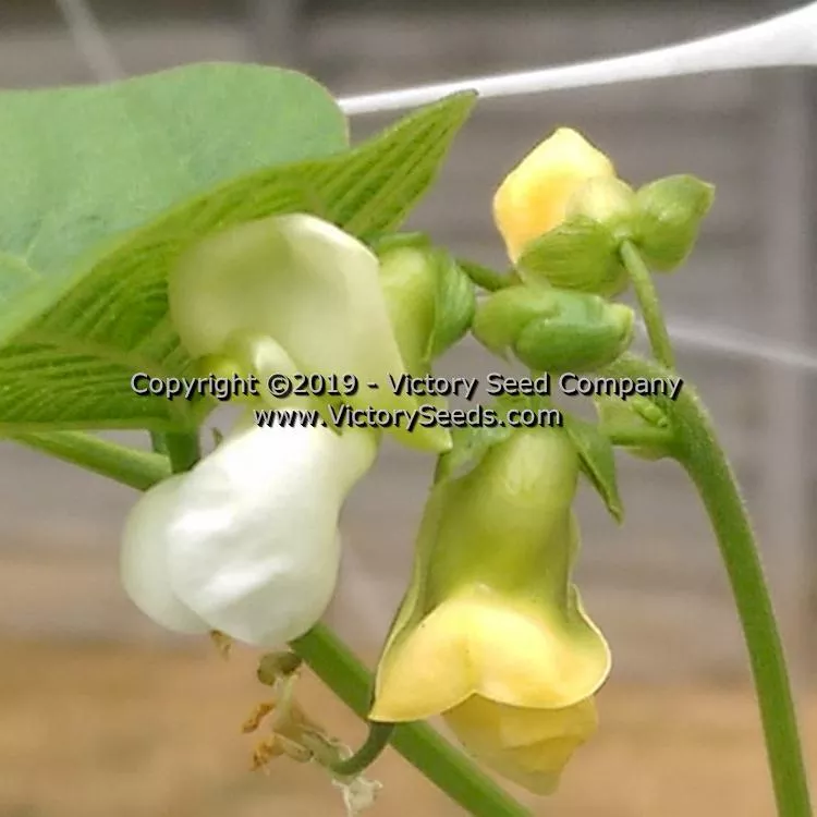 George's Fowler Pole Green Garden Bean