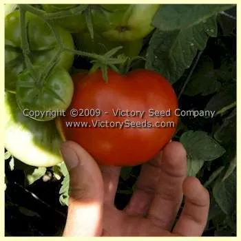 Louisiana Red Tomato