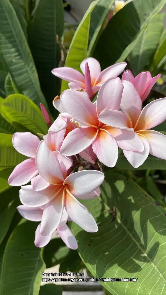 Plumeria 'Compact Mix'