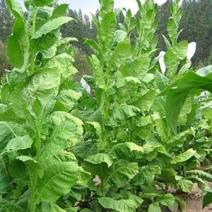 Connecticut Shade Tobacco