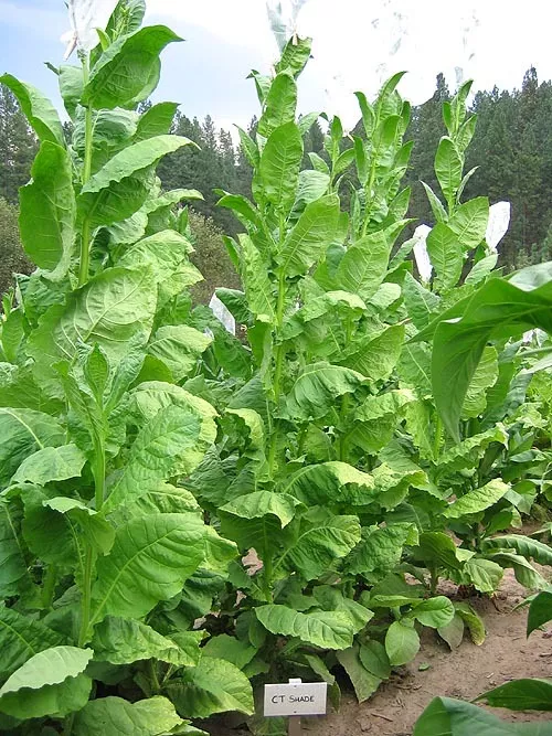 Connecticut Shade Tobacco