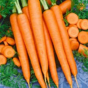 Imperator 58 Carrot
