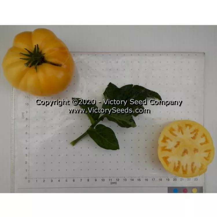 Dwarf Walter's Fancy Tomato